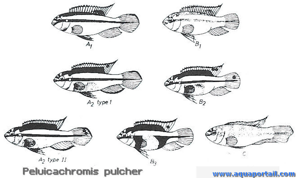 patrons chromatiques de pelvicachromis pulcher