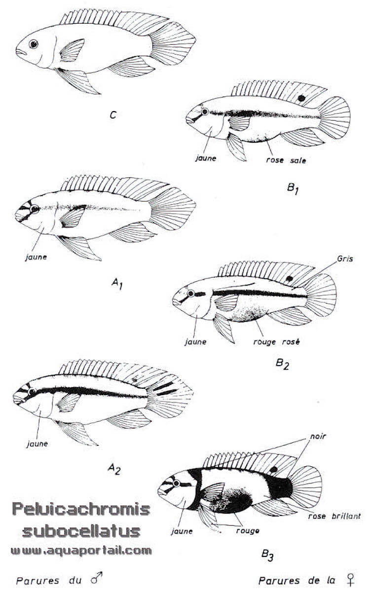 patrons chromatiques de pelvicachromis subocellatus