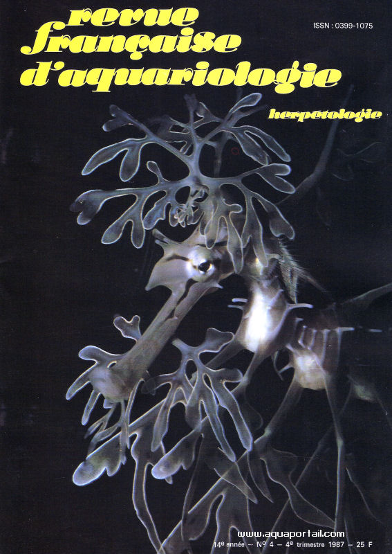 Phycodurus eques, 14 semaines