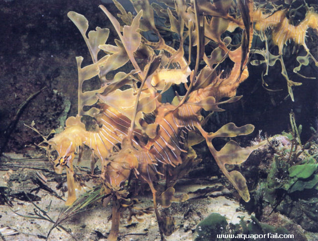 Phycodurus eques, mâle et femelle
