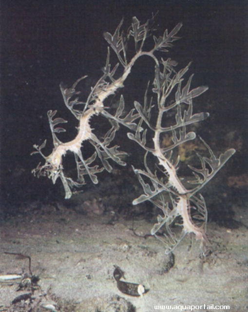 Phycodurus eques, jeunes 14 semaines