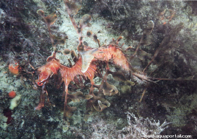 Phycodurus eques, mâle avec oeufs
