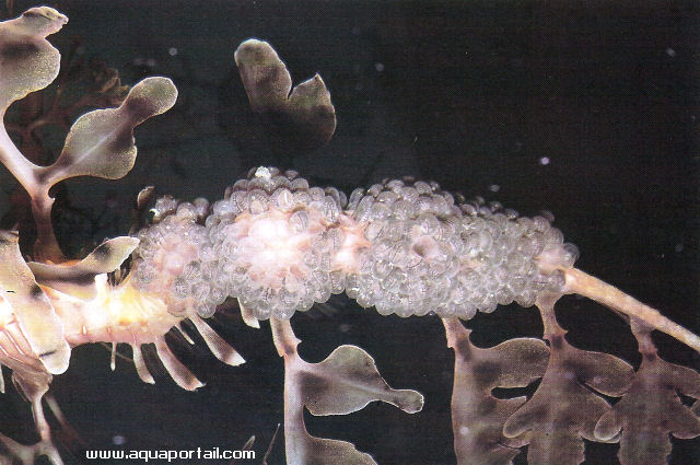 Phycodurus eques, 250 oeufs sur face ventrale de la queue