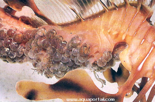 Phycodurus eques, éclosion proche