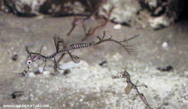 Phycodurus eques, juvénile 2 jours