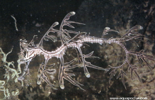 Phycodurus eques, jeune 4 semaines