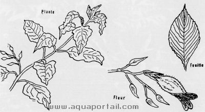 Hygrophila corymbosa Schéma Hygrophila corymbosa