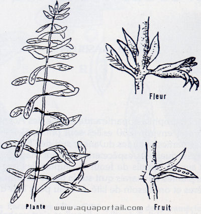 Hygrophila polysperma Schéma Hygrophila polysperma