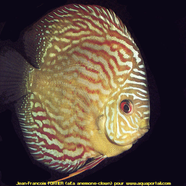 symphysodon discus tefe