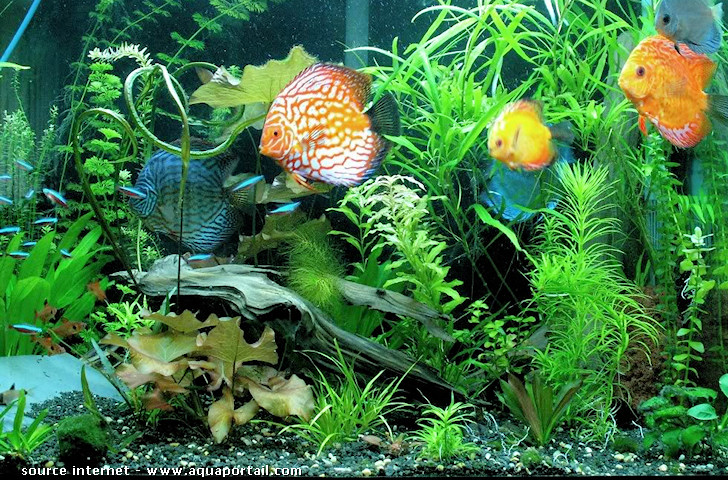 aquarium eau douce
