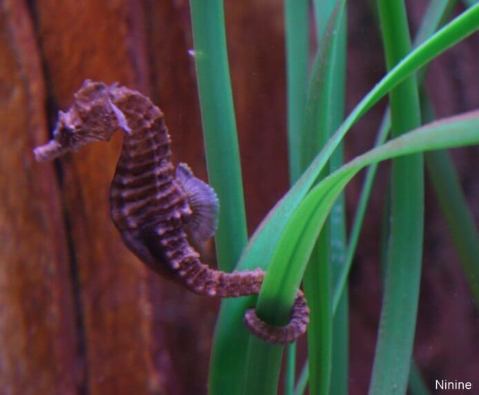 hippocampe hippocampe