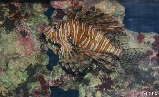 Poisson Poisson