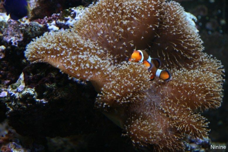 Poisson clown