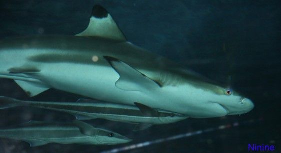 Requin