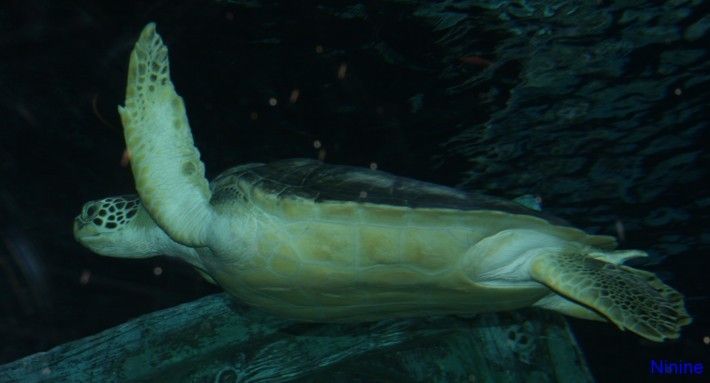Tortue Tortue