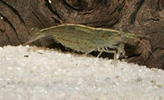 Caridina Multidentata