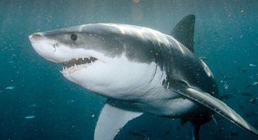 shark1.jpg