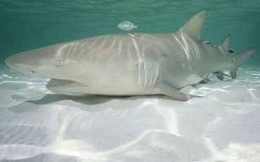 shark2.jpg