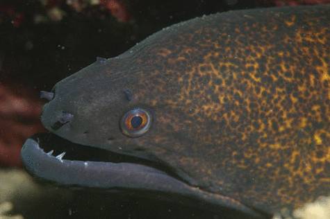 Gymnothorax flavimarginatus, murène à tâches noires Gymnothorax flavimarginatus, murène à tâches noires