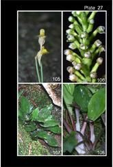 Cryptocoryne vietnamica