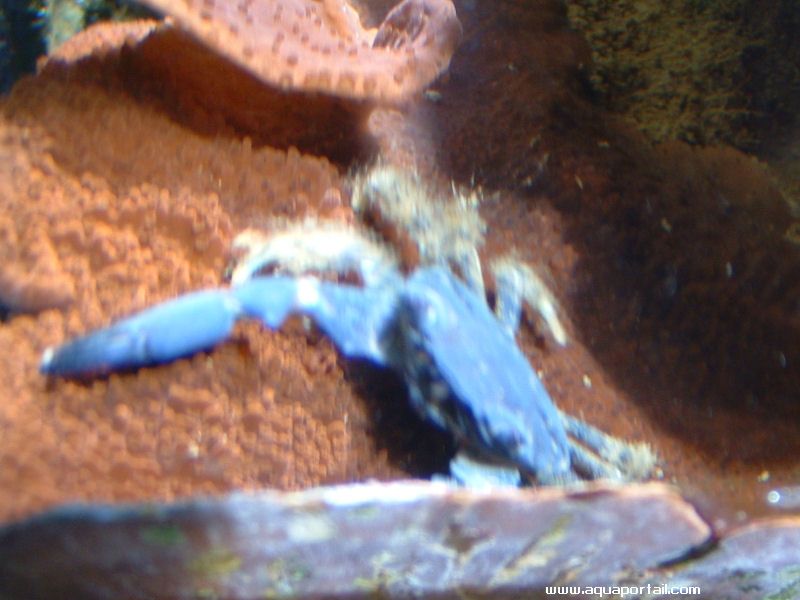 Crabe mithrax vieux de 6 ans