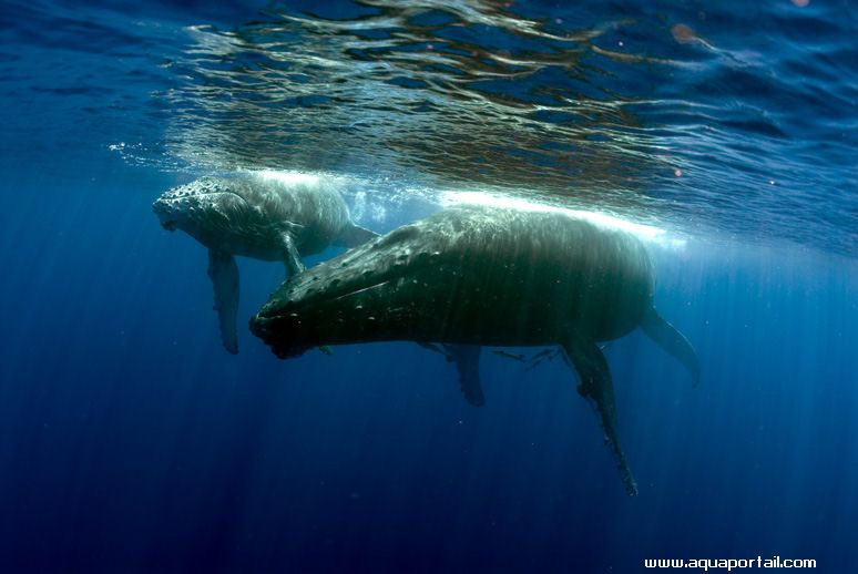 baleines dans l'oc�an