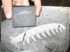 Aysheaia du Burgess, probablement un onychophore (ou p&eacute;ripate), un groupe proche des arthropodes. Cr&eacute;dit : Smithsonian NMNH