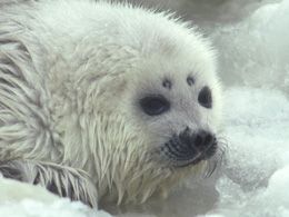 bebe phoque