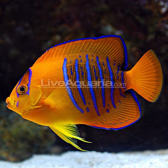 holacanthus clarionensis