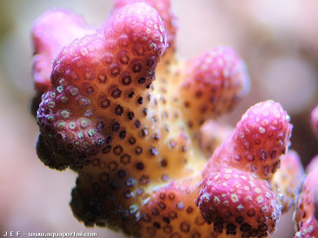 stilophora