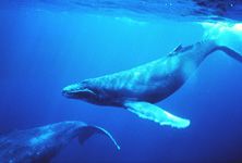 Baleine &agrave; bosse en train de chanter