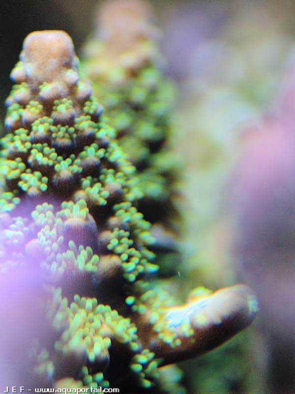 acropora