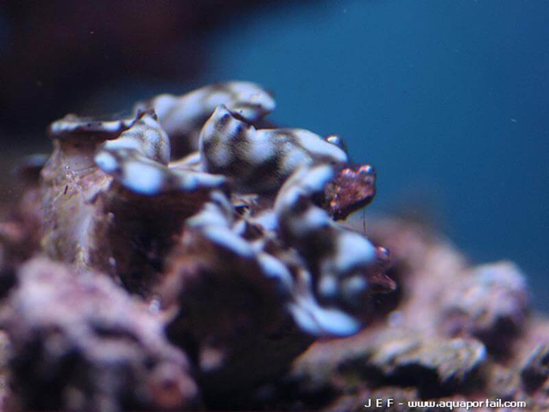 Tridacna squamosa Tridacna squamosa
