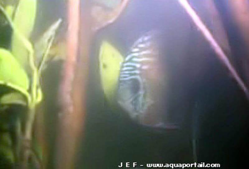 discus Symphysodon haraldi