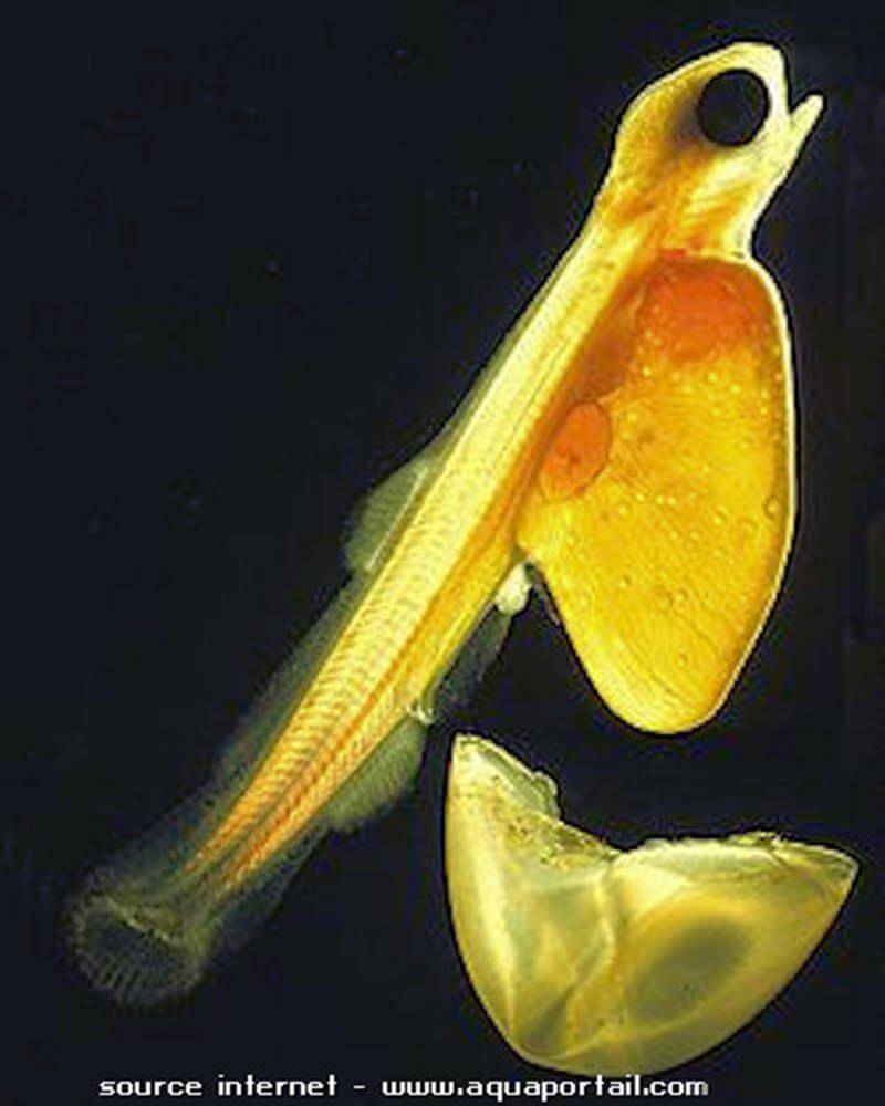 sac vitellin d'un jeune poisson