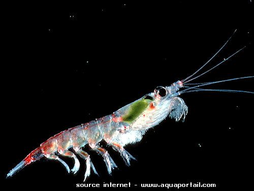 krill euphausia