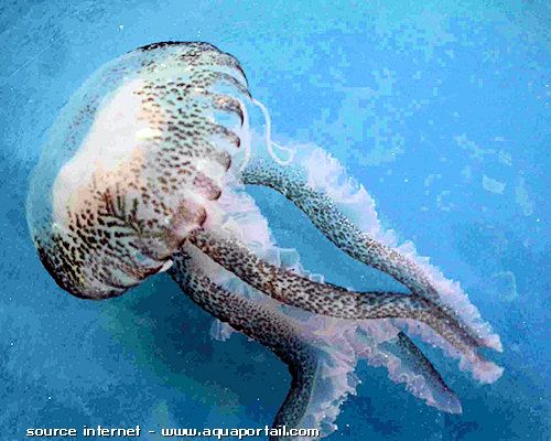 méduse Pelagia noctiluca