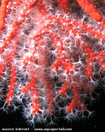 corail rouge et ses polypes blancs
