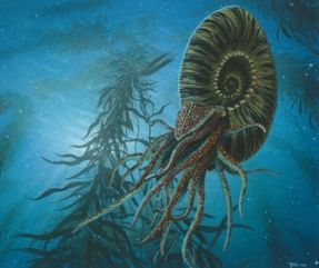 nautile