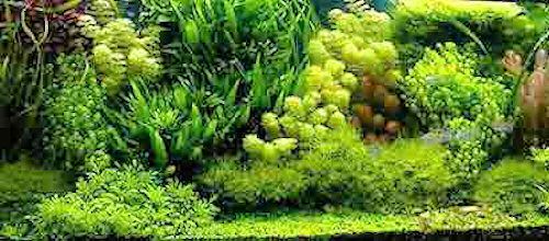 aquascaping hollandais