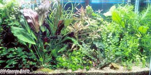 aquascaping jungle sauvage