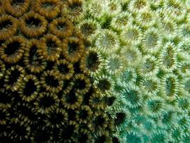 corail
