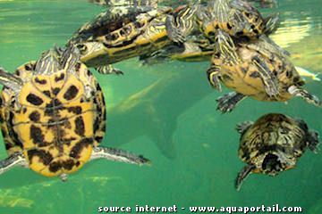 aquarium &agrave; tortues aux mascareignes