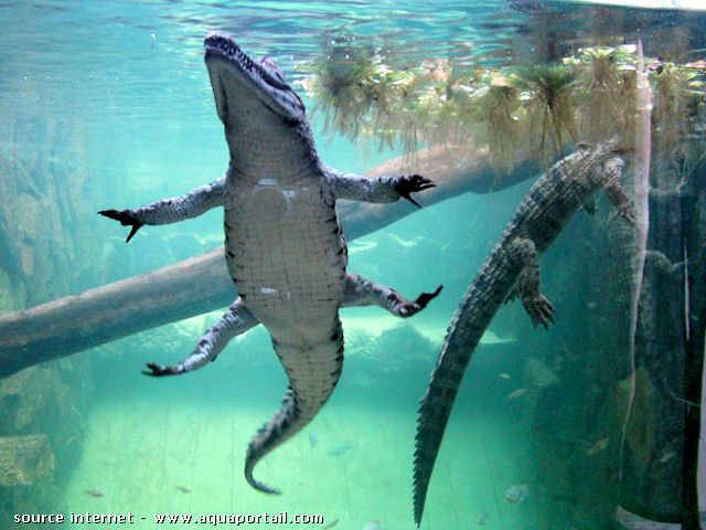aquarium avec des crocodiles du nil