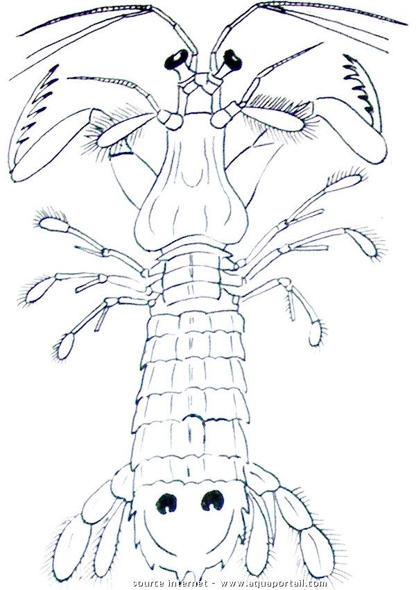 dessin d'une squille-mante