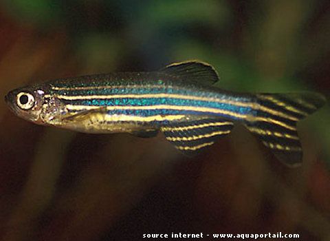 Danio rerio, le poisson zèbre