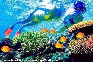 Australie, grande barrière de corail, nageuses