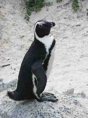 Des pingouins