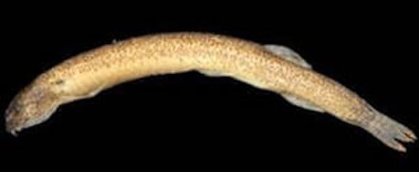 Pangio longimanus