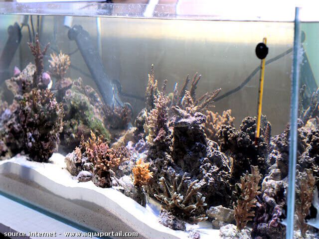 lit de sable dans aquarium de 200 litres